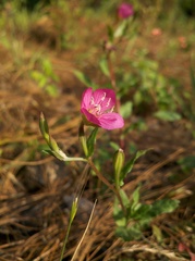 Oenothera deserticola