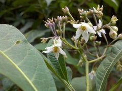 Solanum pubigerum