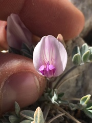 Astragalus newberryi