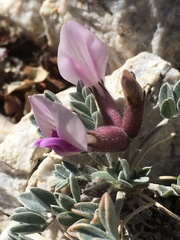 Astragalus newberryi