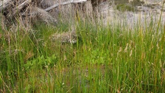 Juncus mexicanus