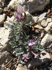 Astragalus newberryi