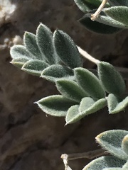 Astragalus newberryi