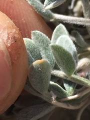 Astragalus newberryi