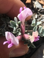 Astragalus newberryi