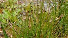 Eleocharis montevidensis