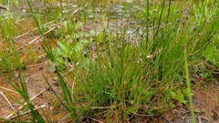 Eleocharis montevidensis