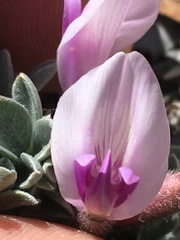 Astragalus newberryi
