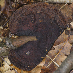 Daedaleopsis confragosa confragosa