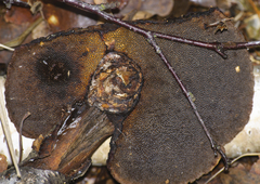 Daedaleopsis confragosa confragosa