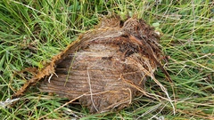 Eleocharis montevidensis