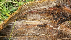 Eleocharis montevidensis