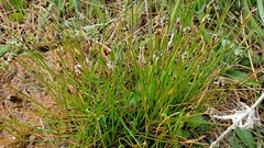 Eleocharis montevidensis