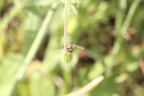 Unknown species found near San Diego, CA 92128, USA