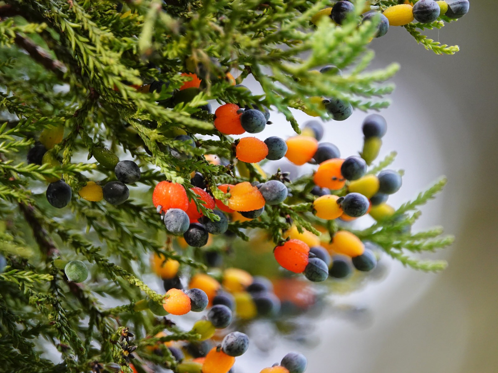 Dacrycarpus dacrydioides