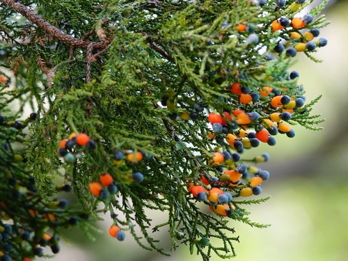 Dacrycarpus dacrydioides