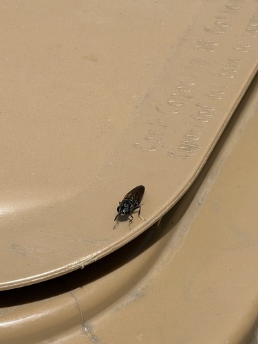 Unknown species found near Lively Ln, San Marcos, TX, US