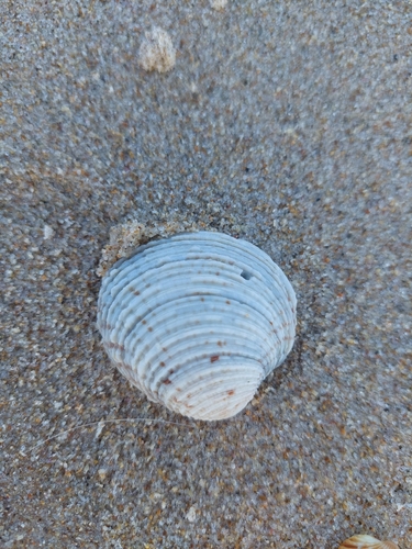 Venus verrucosa