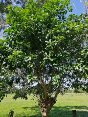 Ficus crassiuscula