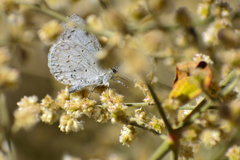 Celastrina echo gozora