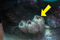 Austromegabalanus psittacus