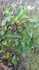 Calystegia purpurata