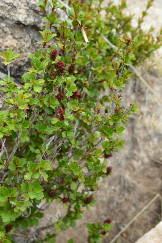 Resurrection Plant