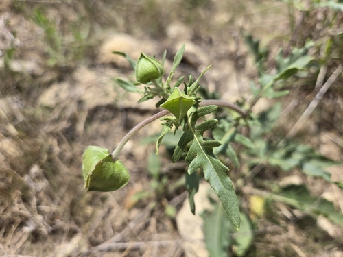 Nerve-ray (Tetragonotheca texana)