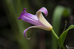 Orchidaceae