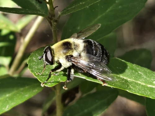 Unknown species found near Turkey Creek Trail South Parking Lot