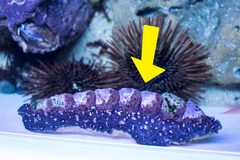 Acanthopleura echinata