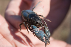 Creaserinus hedgpethi