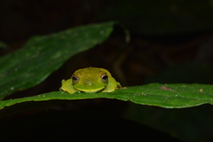 Hyloscirtus phyllognathus