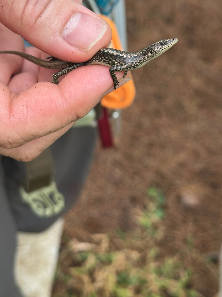 Snake-eyed Skink