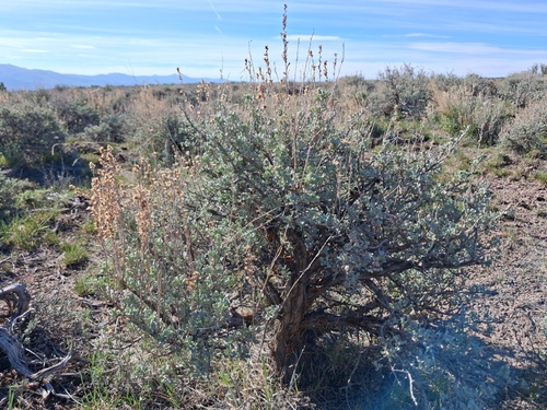 Big Sagebrush