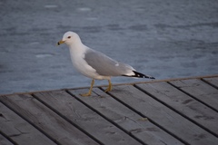 Larus delawarensis