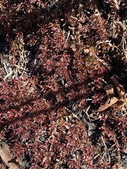 Pyxidanthera barbulata