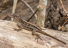 Anolis hispaniolae
