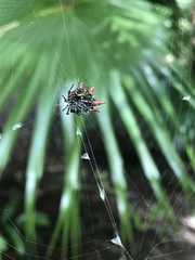 Gasteracantha cancriformis