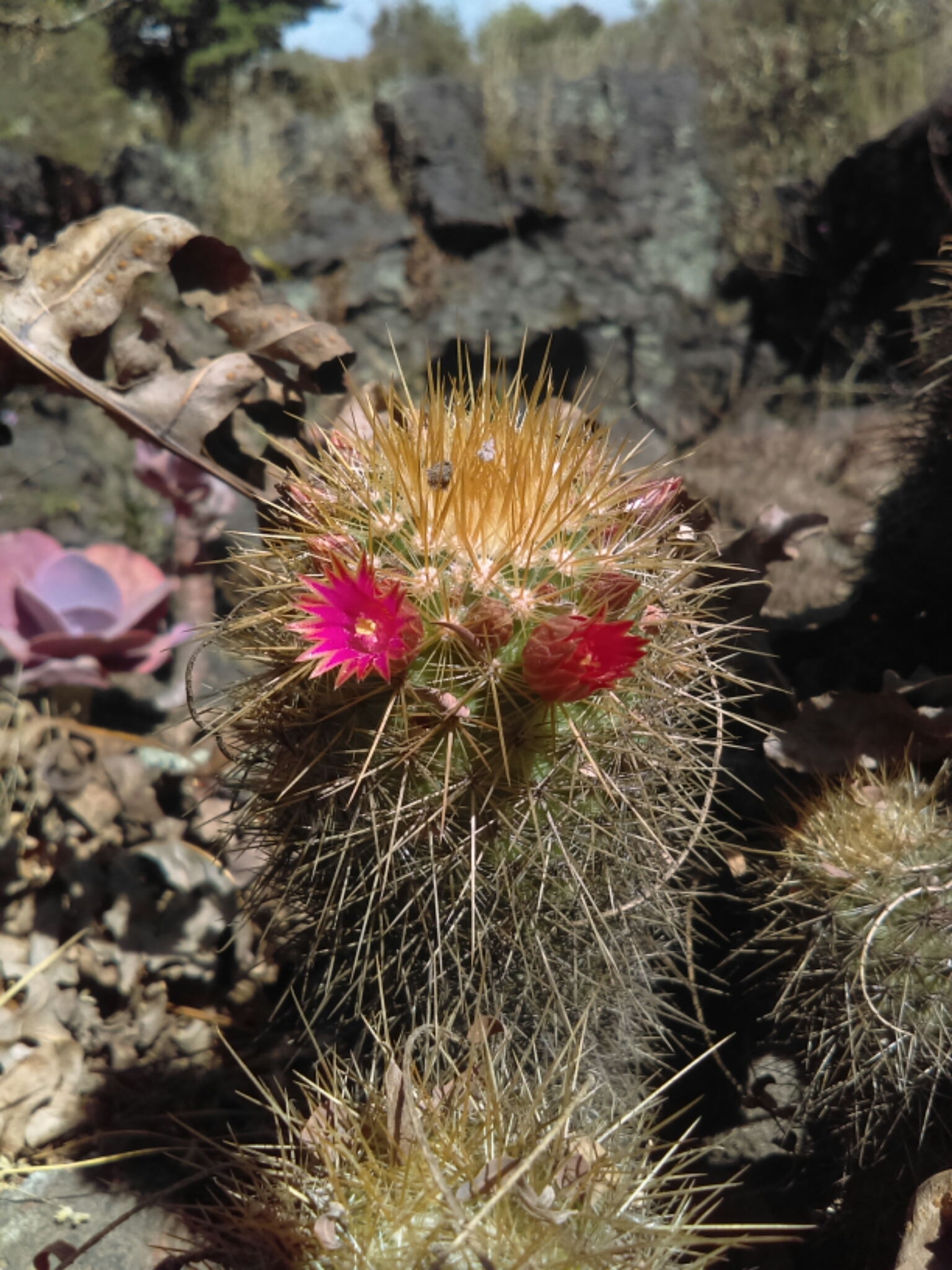 Mammillaria rekoi ssp. aureispina