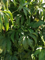 Syngonium angustatum