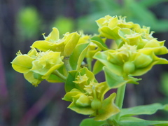 Euphorbia furcillata