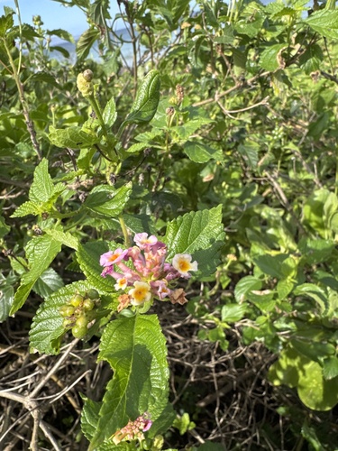 Lantana camara observed 2026-03-29