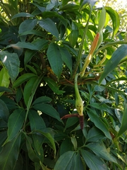 Syngonium angustatum