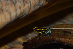 Ranitomeya variabilis