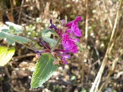 Stachys pilosissima