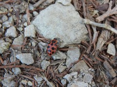 Coleomegilla maculata