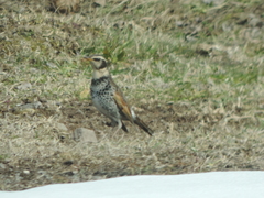 Turdus eunomus