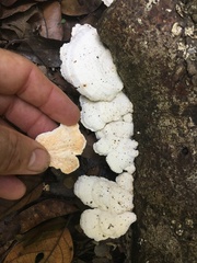 Trametes repanda