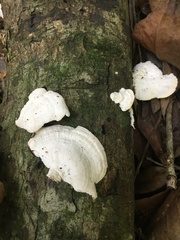 Trametes repanda